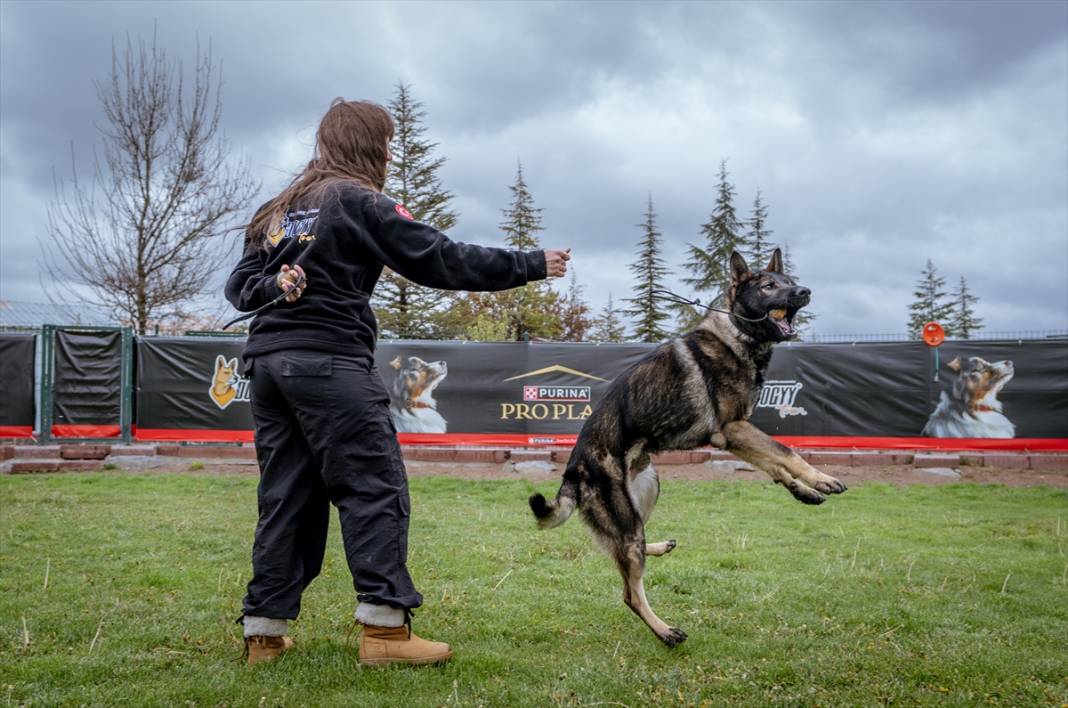 Özel eğitimli köpekler yeraltındaki su kaçaklarını tespit edecek 19